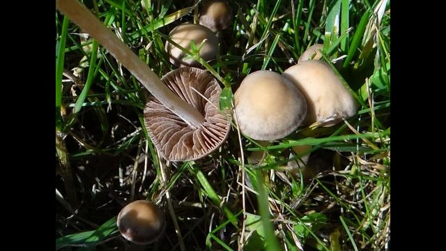 Panaeolina foenisecii