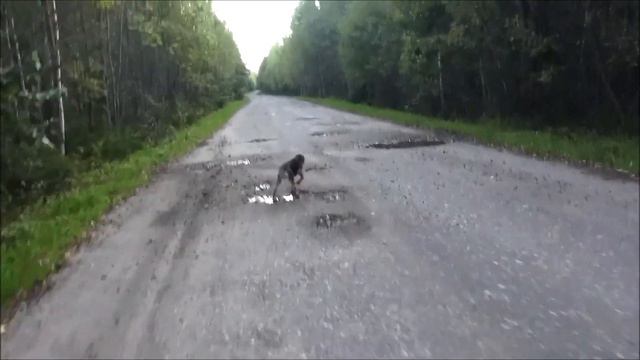 Русские гончие Аргон 3 мес.  и Свирель вл. Шатров В.А.