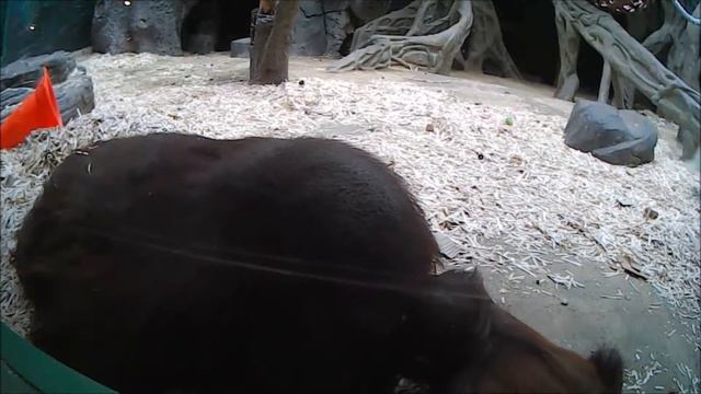 Любовь сына к отцу)