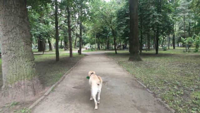 Вода - наша стихия | #Трой #Лабрадор
