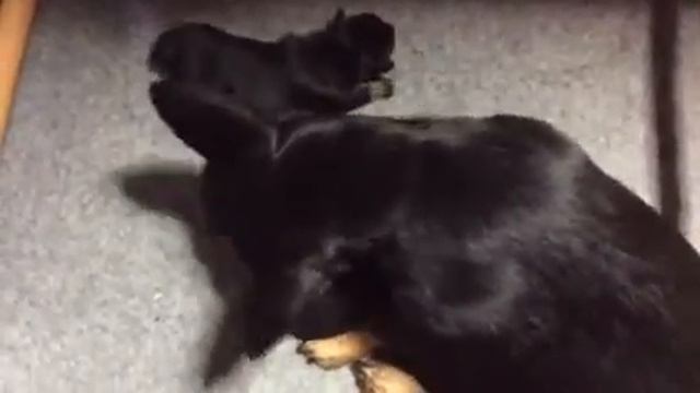 Day 8 - Puppy wash time!