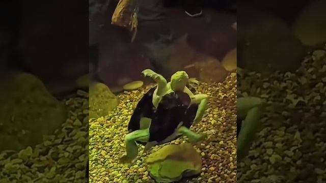 🐢 Микеланджело, ты ли это?