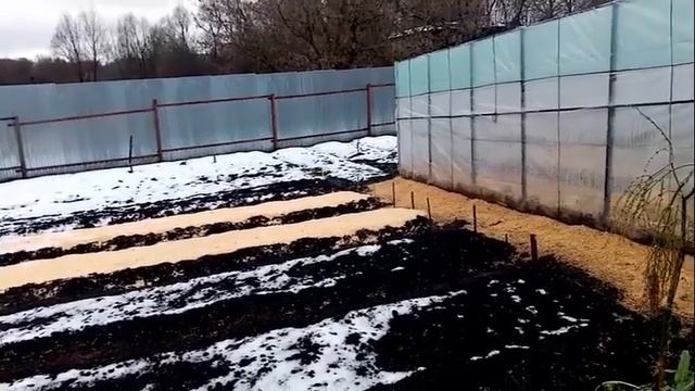 Лучший Сорт Щавеля " ШИРОКОЛИСТНЫЙ".  Вот такая Красота Растет у меня в ОГОРОДЕ!!!  27 ноября 2020г