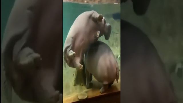 Бегемоты под водой