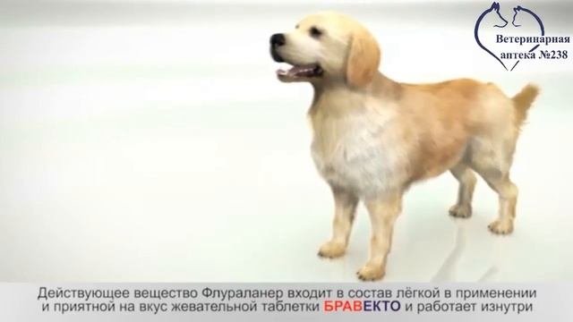 Обзор средства Бравекто