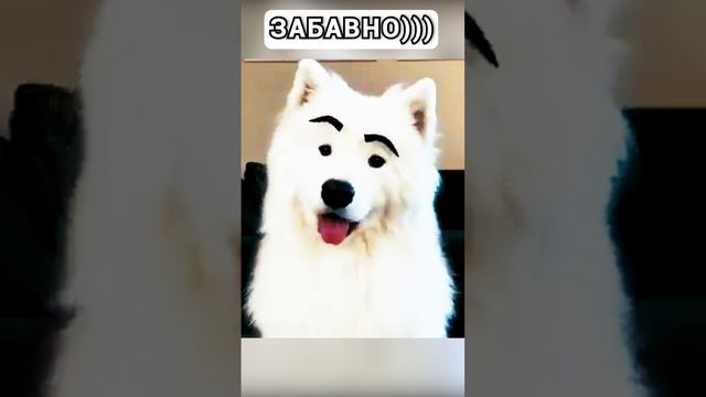 забавно же