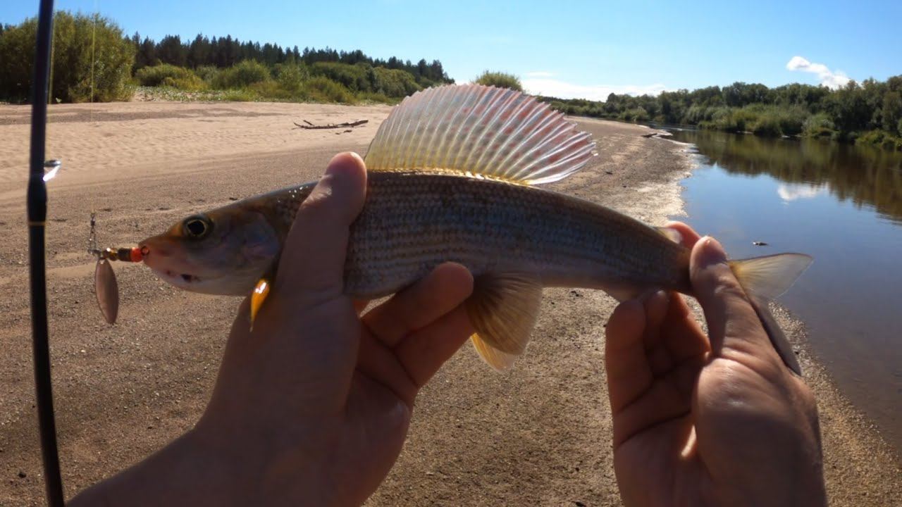 Архангельская область. Хариус, грибы.