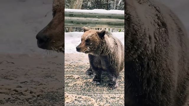 Медвед, зима зимой  bear winter ayiq qish sarguzasht