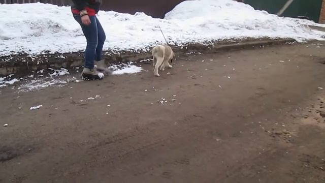 Движение щенка сао, возраст 2 мес. Замедленное видео.