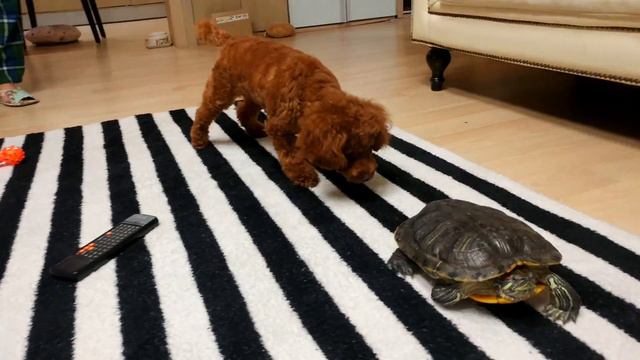 [꼬니의 추천영상]거북을 무시한 푸들은 과연....(토끼푸들과 거북이 The Hare Poodle and the Tortoise)