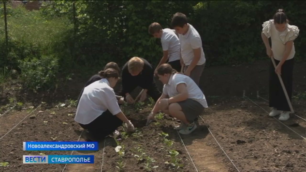Ставропольские подростки приучаются к труду и зарабатывают