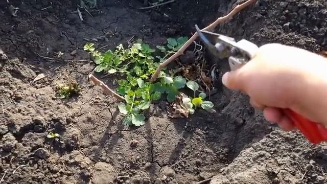 Жалко, ранний осенний заморозок на винограднике побил лист, зелёную лозу, что теперь?
