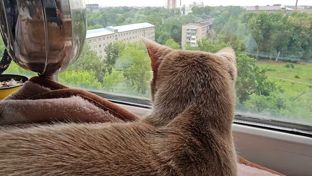 Кошка ТВ представляет - кот Симба и его любимый кошачий телевизор - окно на балконе. Наш милый коти