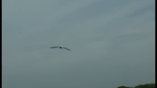 トゥース　Night Fury 13-1 RC ornithopter  of How to train your Dragon :Second Flight