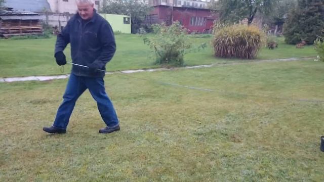 Посадка кедра и сосен