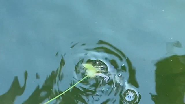 Лягушка клюёт на траву / a frog pecks on the grass