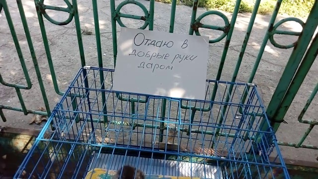 Котейцы!!