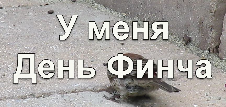 У меня День Финча