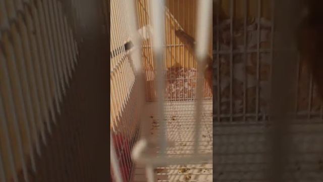 Яйцо от Гульды подложил канарейкам.