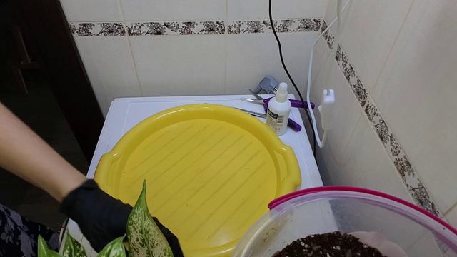 Новые растения. Пересадка на карантине.