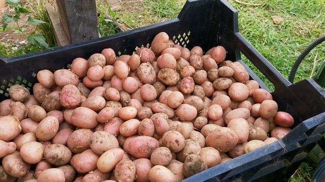 Почему ПОДОРОЖАЛ Сарпо Мира на сайте Pomidom.ru