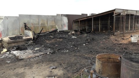 Пожар в приюте для животных произошел в станице Северской
