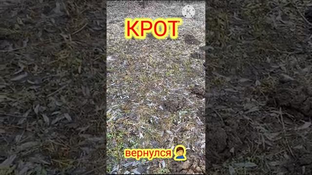 Крот вернулся!!!