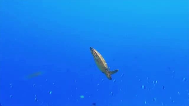 Расслабляющая музыка и морское дно успокаивают разум, устраняют внутреннее состояние души
