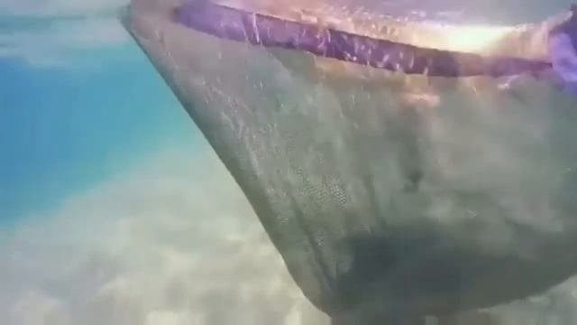 Как клюёт карп и амур съёмка под водой
