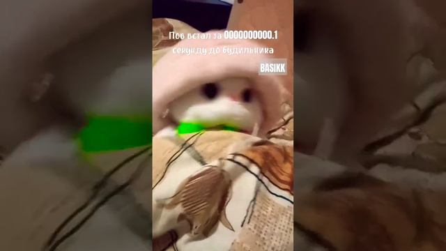 #cute #funny #cat #dog #басики #будибаса