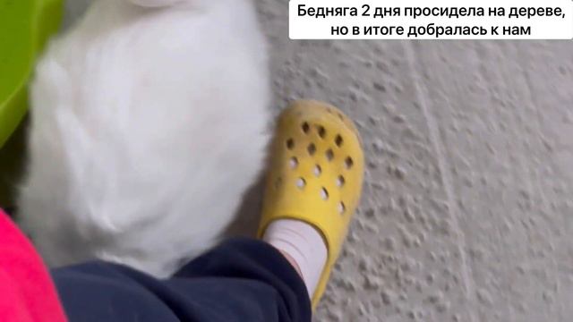 Подобрали уличную кошку. Преображение через четыре месяца.