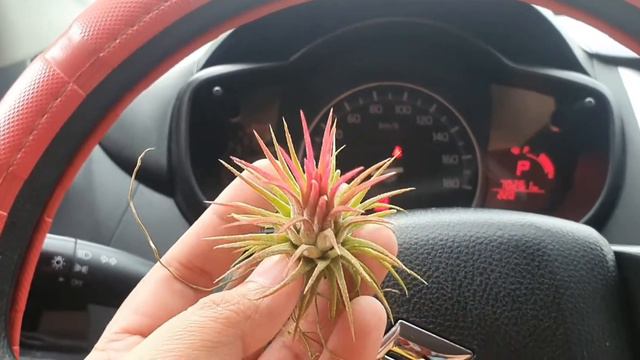 Meet my Ionantha Fuego