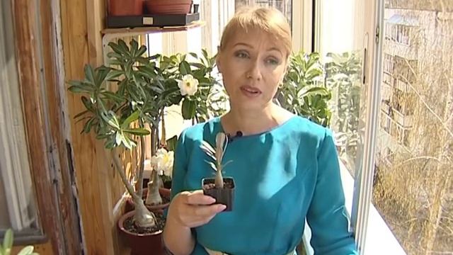 Адениум. Выращиваем дома. Семена адениума купить. Красивые цветы адениума