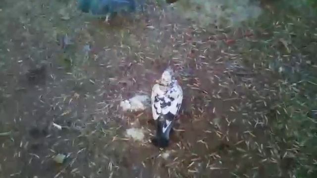 Голубь хлеб