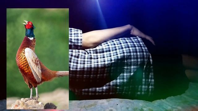 Туш табири - Тушда Кирговул Фазан тустовук куриш
