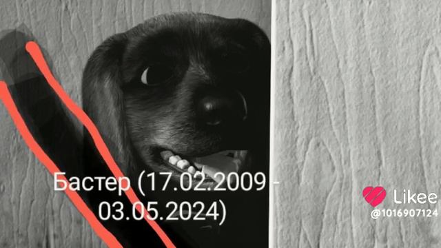 умер старейший пёс и актер из истории игрушек Бастер ему было 15 лет 03.05.2024