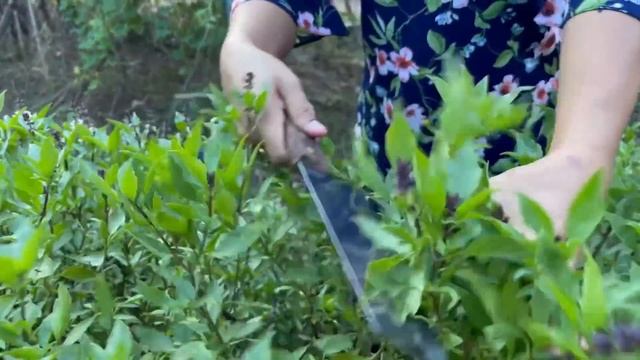 Countryside Life TV: Pick dragon fruit in my village for my recipe / Papaya with pig leg soup recip