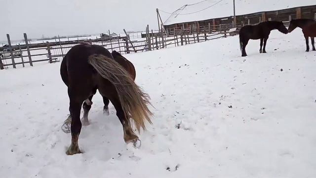 Лошади случка зимой