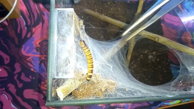 Много пауков и болтовни о них !!!!