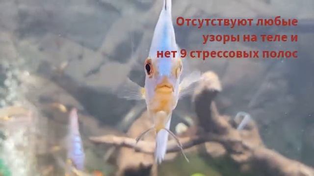 Голубые дискусы - Discus blue diamond Дискусы в Аквариуме
