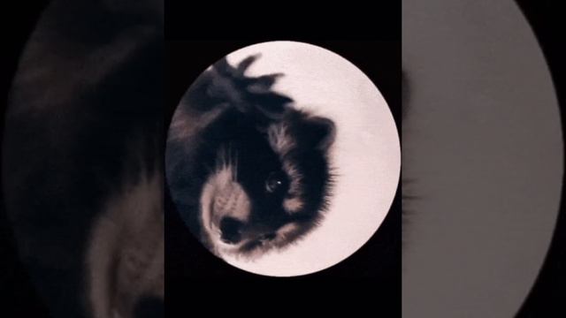 VID-20240917-WA0003.mp4