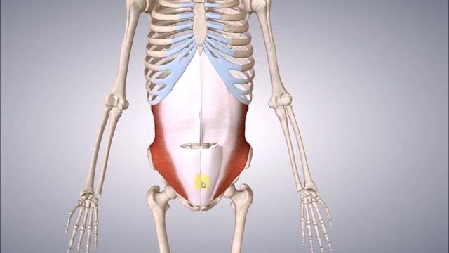 M.transversus abdominis