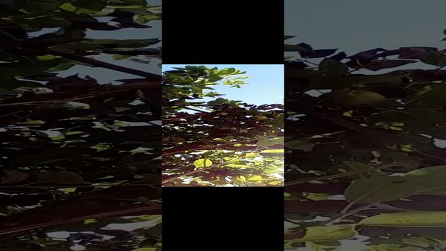 20240813_122850.mp4