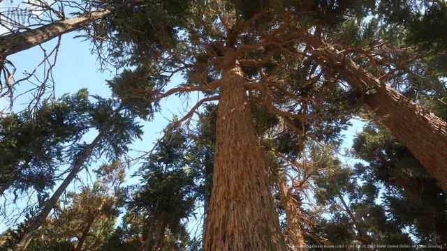 MAWI Redwood Forest   Unreal Engine 5.1 Nanite   Roaming Daytime #unrealengine #UE5 #gamedev