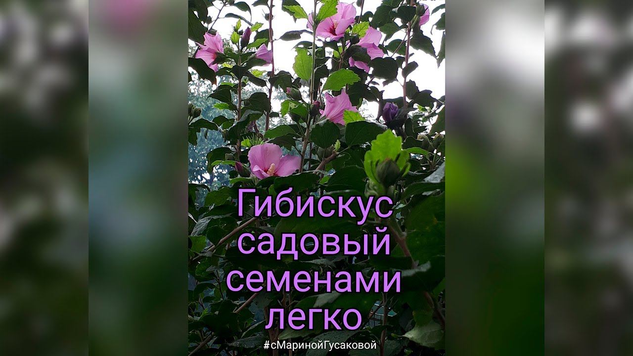 ГИБИСКУС САДОВЫЙ, красивоцветущий все лето кустарник. Размножить гибискус очень легко.