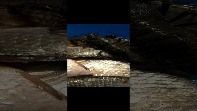 VID20231103212934.mp4