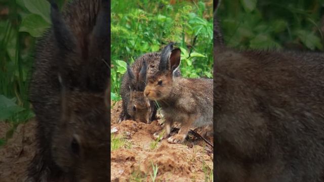 Лапландский заповедник — дом для разнообразных животных 🐭🐻