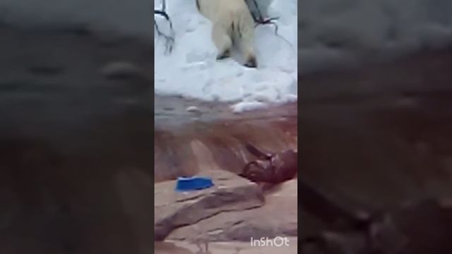 Белый как снег