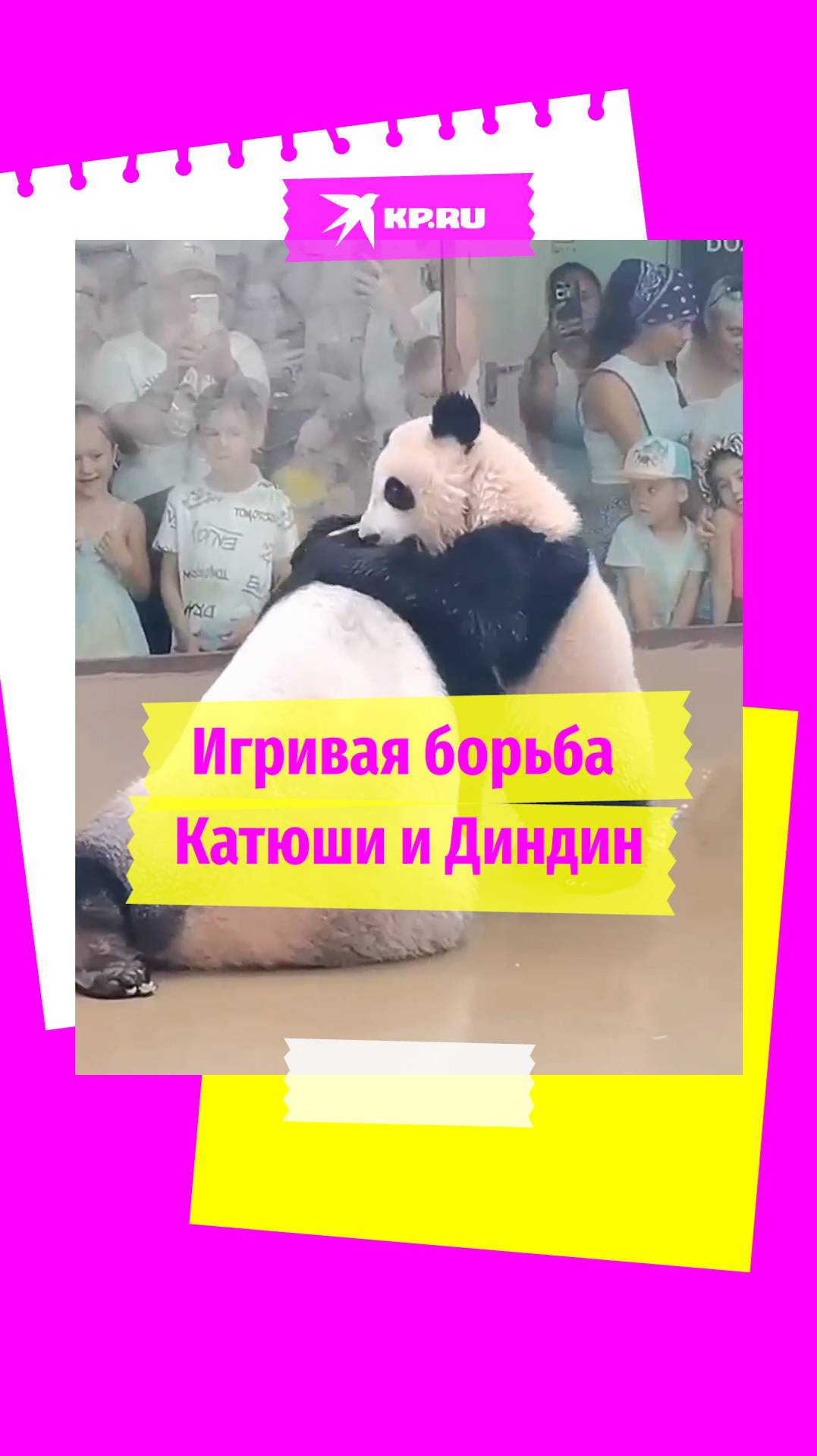 Диндин и Катюша игриво борются в вольере московского зоопарка