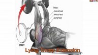 Triceps workouts Anatomy 13 Exercises That Building your Triceps muscle